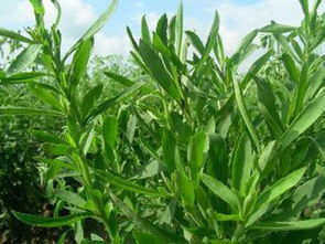 甜叶菊种植：揭秘绿色财富密码，您准备好了吗？