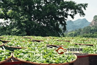 揭秘福鼎白茶种植奥秘：如何培育出高品质的茶香珍品？