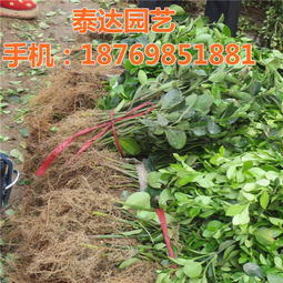 冬青栽培：揭秘高效种植管理之道