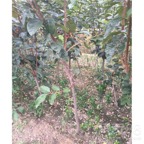 上海柿子树苗种植攻略：揭秘高效培育技术