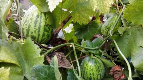 草莓丝瓜的种植秘籍：如何实现双重丰收？