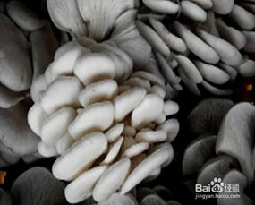 《平菇种植新篇章：揭秘高效技术，助力农业绿色发展》