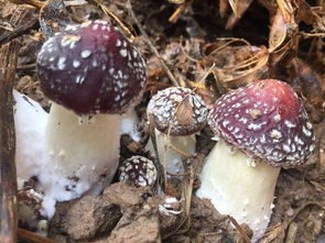揭秘蘑菇种植技术：如何在家轻松培育美味菌菇？