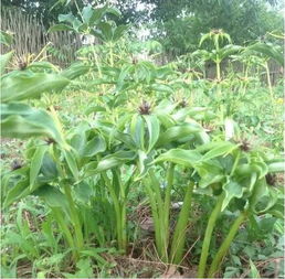 《重楼种植：揭秘古老药材的现代种植技术》