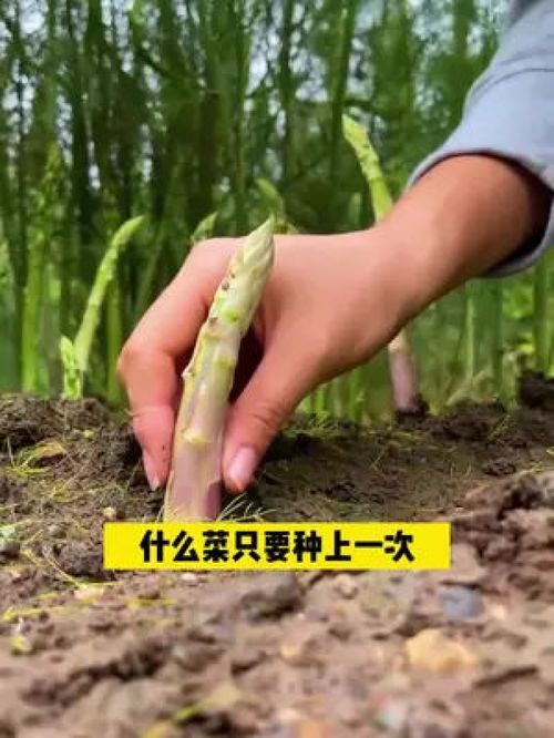 揭秘芦笋种植的“黄金法则”：如何打造高品质芦笋生产基地？