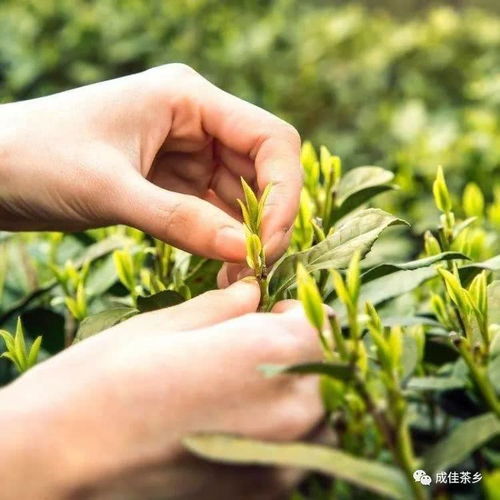 茶叶苗栽培种植技术揭秘：如何打造高品质茶叶？