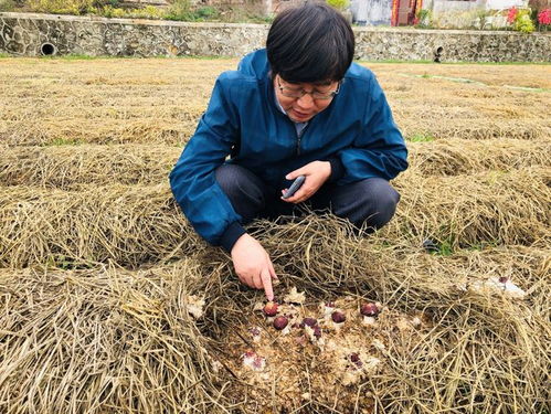 揭秘松茸种植新科技：如何让“菌中珍品”产量翻倍？