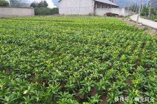 《枳树种植：揭秘高效生态农业的绿色密码》