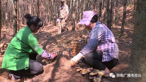 人工菌子种植技术革新：揭秘未来农业新趋势