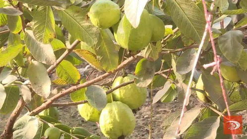 《四季梨种植技术揭秘：如何打造高品质梨园？》