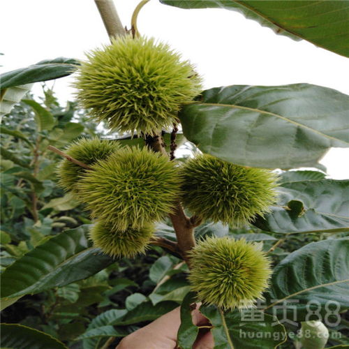 揭秘板栗种植奥秘：高效技术助你丰收在望