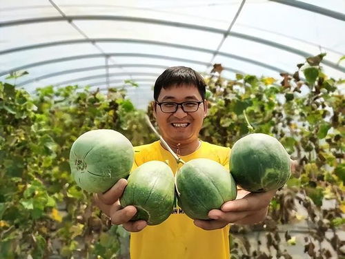《香瓜种植攻略：揭秘高效益的种植技巧，你准备好了吗？》