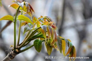香椿苗栽培秘籍：揭秘绿色财富的种植之道