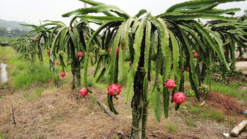 火龙果种植技术革新，揭秘高产秘籍