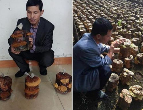 桑树桑黄种植技术革新，揭秘桑黄种植专家匠心之作
