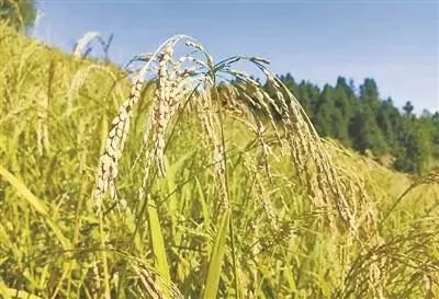 《旱稻种植新篇章：揭秘高效节水种植技术》