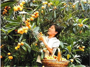 枇杷种植：揭秘高效管理技术，让果农收益翻倍！