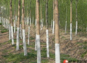 竹子种植技术揭秘：如何培育出翠绿生态之宝？
