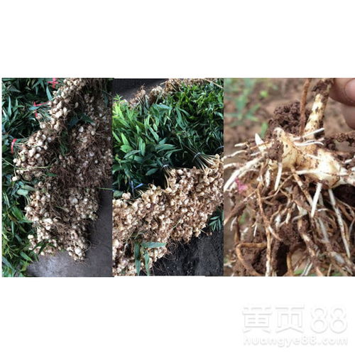黄精种植：揭秘高效益的全套技术指南