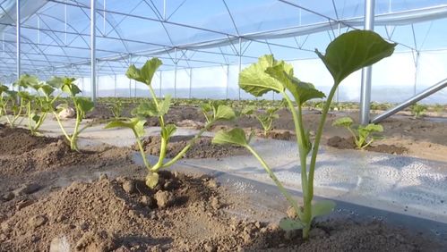 小甜瓜种植技术揭秘：如何种出甘甜多汁的夏日佳品？