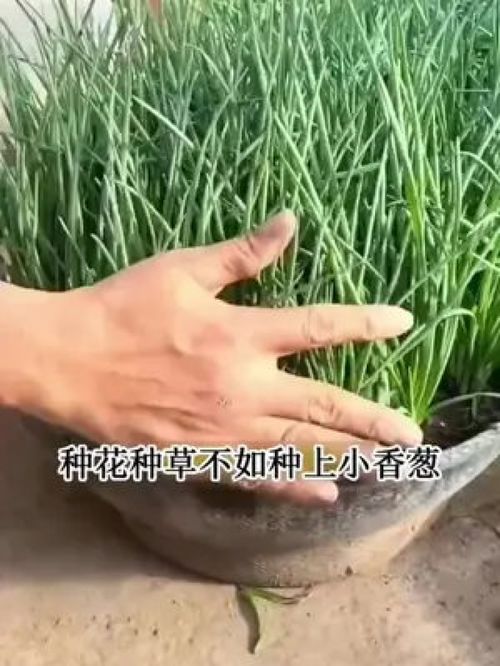 《葱香四溢：揭秘分葱种植的奥秘与技巧》