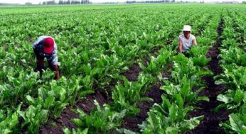 农村种植蔬菜新篇章：揭秘高效种植技术，让菜园子焕发生机！