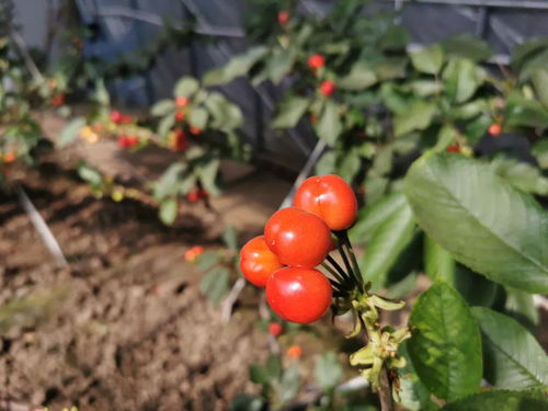揭秘美国大樱桃种植技术：如何培育出甜美的果实？