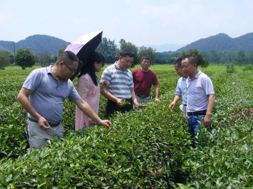 茶叶种植：揭秘高效生态种植技术，提升茶叶品质与产量