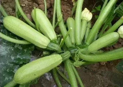 《北瓜种植：揭秘高效种植秘诀，提升产量与品质之道》