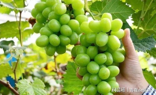 《玫瑰葡萄：揭秘现代种植技术，开启高品质葡萄园新篇章》