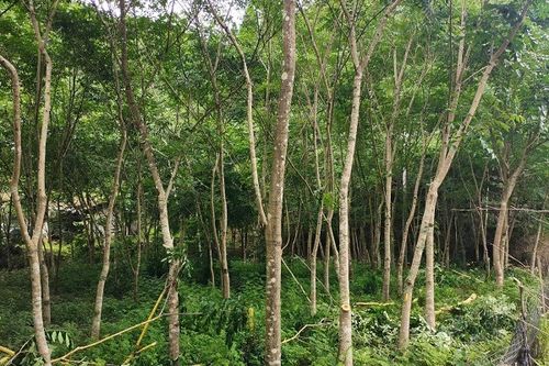 黄柏种植新篇章：揭秘高效种植技术，助力产业可持续发展