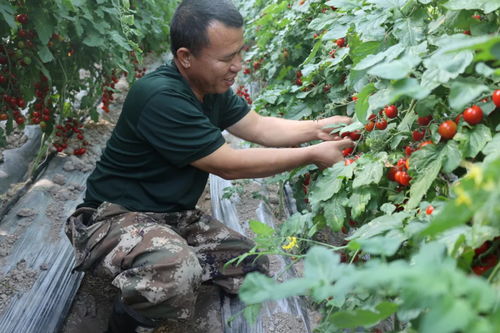 揭秘大棚小番茄种植技术：高效益的秘密武器