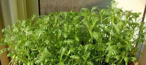 大叶芹种植攻略：揭秘高效种植技巧，开启绿色健康生活新篇章