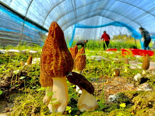 羊肚菌种植技术揭秘：如何打造高收益的“菌中之王”？