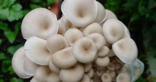 《种植平菇，从入门到精通：平菇种植技术学习攻略全解析》