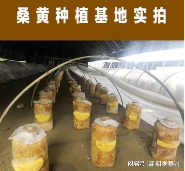 中山桑黄种植技术揭秘：如何打造高品质食用菌新风口？