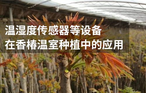 北方温室香椿种植：揭秘高效益的秘密武器