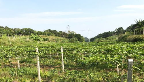 香蜜百香果种植攻略：如何培育出香甜多汁的“果中香蜜”？