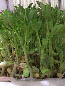 花生芽菜种植：绿色食品新宠，如何轻松开启致富之门？
