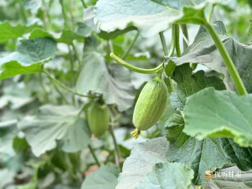 大棚香瓜种植与管理：揭秘高效益的绿色农业之道