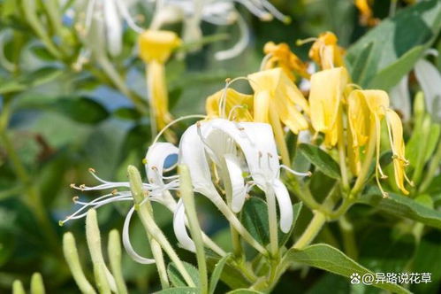 自然瑰宝的种植奥秘：揭秘野生金银花的科学种植技术