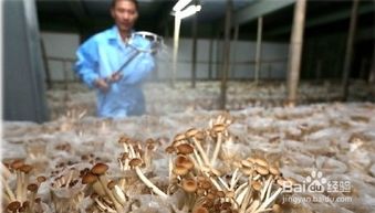 平菇人工种植技术：揭秘高效益的“菌中皇后”