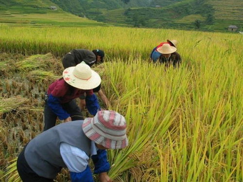 水稻条播种植技术：革新农业，高效生产新篇章