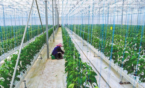 揭秘温室大棚西红柿种植技术：如何提高产量与品质？