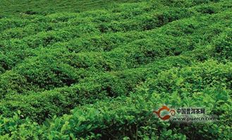 茶叶种植技术革新：揭秘茶叶产业新趋势