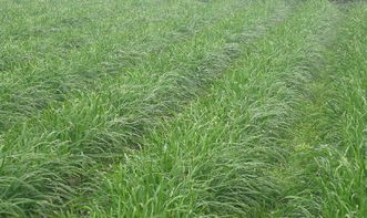 《韭莱种植技术揭秘：如何提升产量与品质？》