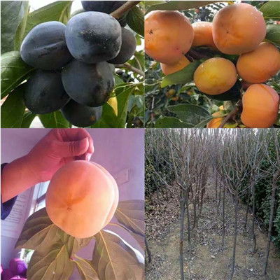 昆明柿子树苗种植：揭秘高效栽培技巧，助力果农增收
