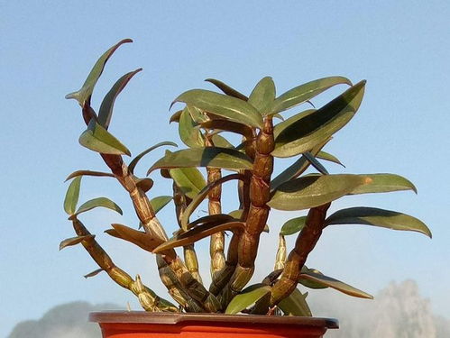 揭秘石斛种植“骗局”：如何识破并避免陷阱？