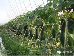 冬瓜种植技术培训：揭秘高效种植之道，助您增收致富