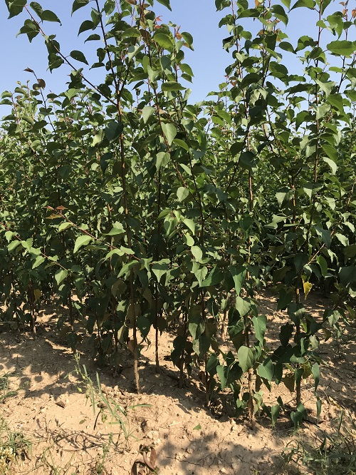 《山杏树种植技术：揭秘高效产果的秘密武器》
